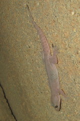 Hemidactylus brookii