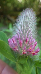 Trifolium rubens