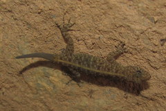 Cnemaspis mysoriensis