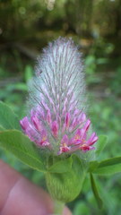 Trifolium rubens