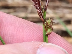 Carex meadii