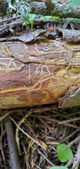 Dendroctonus