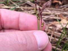 Carex meadii
