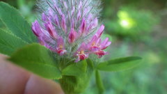Trifolium rubens