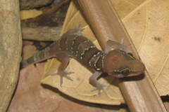 Hemidactylus whitakeri
