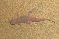 Hemidactylus brookii