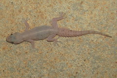 Hemidactylus brookii