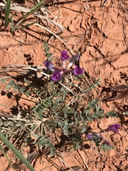 Astragalus missouriensis