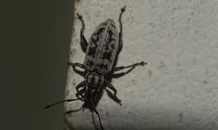 Myllocerus undecimpustulatus