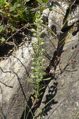 Alyssum alyssoides