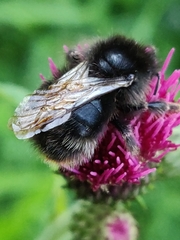 Bombus