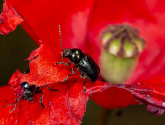 Cryptocephalus violaceus