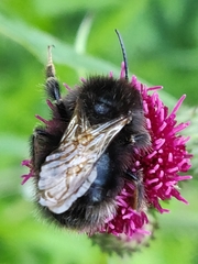 Bombus