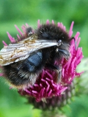 Bombus