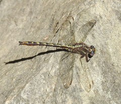 Phanogomphus lividus