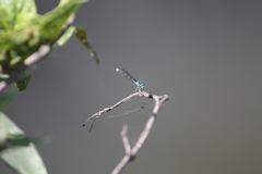 Enallagma exsulans