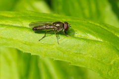 Platycheirus scutatus