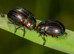 Chrysolina cerealis