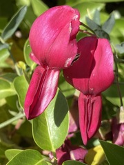 Lathyrus splendens