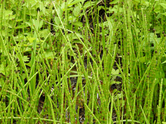 Equisetum fluviatile