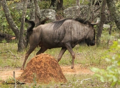 Connochaetes taurinus