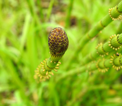 Equisetum fluviatile
