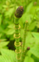 Equisetum fluviatile