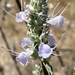 White Sage - Photo (c) Erik, some rights reserved (CC BY-NC), uploaded by Erik