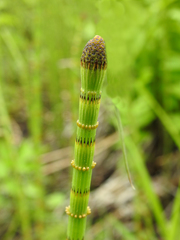 Equisetum fluviatile