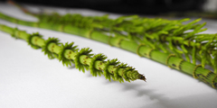 Equisetum fluviatile