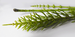 Equisetum fluviatile