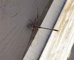 Gomphaeschna antilope