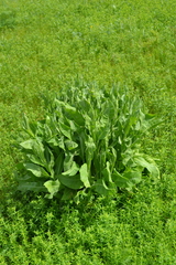 Centaurea chartolepis