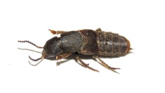 Platydracus mysticus