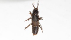 Platydracus mysticus