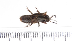 Platydracus mysticus
