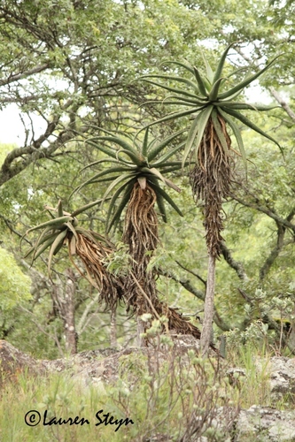 Zimbabwe Aloe Trees Of Zambia · Inaturalist