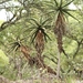 Aloe excelsa - Photo (c) Lauren Steyn, algunos derechos reservados (CC BY-NC-ND), subido por Lauren Steyn