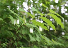 Polygonatum lasianthum