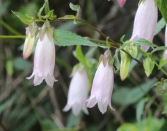 Campanula punctata hondoensis