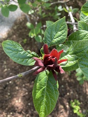 Calycanthus floridus
