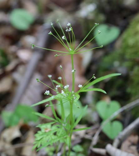 Pternopetalum tanakae iNat (1)