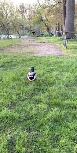 photo of Mallard (Anas platyrhynchos)