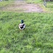 photo of Mallard (Anas platyrhynchos)