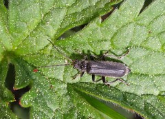 Cantharis tristis