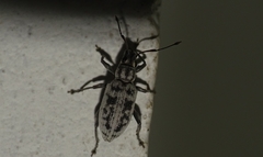 Myllocerus undecimpustulatus