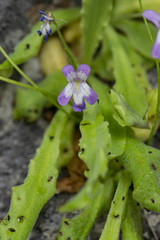 Pinguicula longifolia