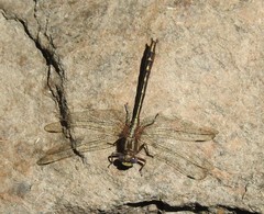 Phanogomphus lividus