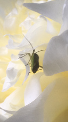 Closterotomus trivialis