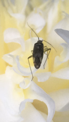 Closterotomus trivialis
